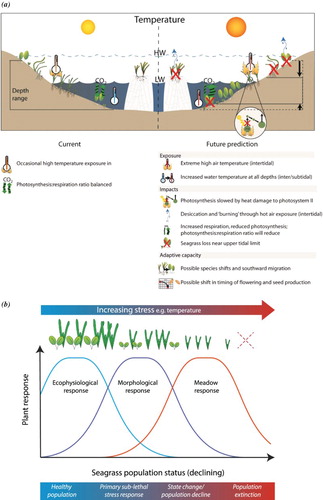 Figure 1. (a) Conceptual summary of seagrass attributes (growth, connectivity and species composition) and their relationship to climate change factors. These attributes are affected by ocean acidification and warming through the key indicator photosynthesis: respiration ratio (P:R) (Waycott Citation2007) and (b) theoretical model of stress response by seagrass populations and communities adapted from Collier, Waycott, and McKenzie (Citation2012).