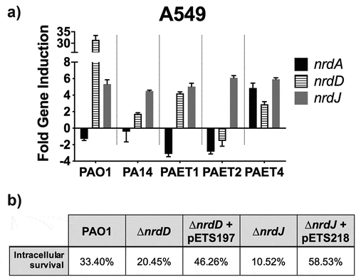 Figure 7. Intracellular expression of the P. aeruginosa’s nrd genes and their importance during the persistence of the bacterium inside the A549 cells. A) Fold-change induction of nrdA, nrdJ and nrdD gene expression in PAO1-, PA14-, PAET1-, PAET2- and PAET4-infected A549 after 24 h of intracellular infection compared to 3 h. The nrd gene induction was calculated relative to the endogenous control gapA and using the 2−ΔΔCT method. B) Percentages of intracellular survival for the PAO1 WT, PAO1 ΔnrdJ, PAO1 ΔnrdD and the respective PAO1 ΔnrdJ+pETS218 and PAO1 ΔnrdD+pETS197 complemented strains after 21 h of Gm treatment. Cb 300 μg/mL was included during the experiment in the conditions with the complemented strains to ensure plasmid maintenance.