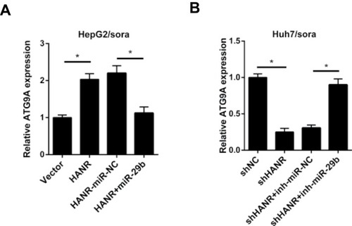 Figure 7 HANR modulates ATG9A expression by sponging miR-29b. (A) RT-qPCR shows the relative expression of ATG9A in HepG2/sora cells transfected with pcDNA, HANR, HANR-miR-NC, or HANR+miR-29b. (B) RT-qPCR shows the relative expression of ATG9A in Huh7/sora cells transfected with shNC, shHANR, shHANR+inh-miR-NC, or shHANR+inh-miR-29b.The data were presented as mean ± SD (*P < 0.05).