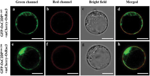 Figure 3. Subcellular localization of truncated OsC2DP under salt stress. After transformed by PEG solution, cells were incubated in W5 solution with the addition of 20 mM NaCl. Red fluorescence indicates the signal of plasma membrane marker mCherry-OsRac3. Scale bar = 10 μm.