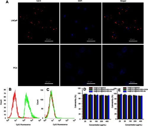 Figure 4 Fluorescence images of LNCaP and PC3 cells incubated with Gd@Cy5.5@SiO2-PEG-Ab NPs for 2 h (A). Flow cytometry results for LNCaP (B) and PC3 cells (C) incubated with Gd@Cy5.5@SiO2-PEG-Ab NPs. Cytotoxicity against LNCaP (D) and PC3 (E) cells after incubation with different concentrations of various NPs for 24 h.