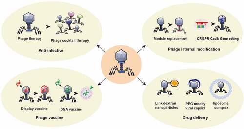 Figure 5. Application of phage in the treatment of intestinal diseases. ① Using the nature of phage, a phage cocktail is made to target bacterial infection. ② The structure of phages can be modified by switching phage modules or by applying CRISPR gene editing technology to change the intestinal bacterial host or enhance its antagonism to the intestinal bacterial host. ③ Preparation of phage display vaccines and phage DNA vaccines to enhance specific immune responses. ④Using phage to treat specific intestinal or other bacteria with targeted delivery of disease treatment drugs. For example, glucan nanoparticles are covalently linked to azide-modified phages, polyethylene glycol capsid-modified phages, phage-liposome complexes and other anti-colorectal cancer drugs.