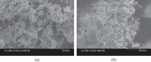 Figure 4 (a) Scanning electron microscopy (SEM) picture of M. jalapa L. flour and (b) scanning electron microscopy picture of M. jalapa L. of TPI.