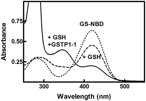 Figure 3. Spectrophotometric analysis of the reaction of GS-NBD (1) with GSTP1-1. The UV–vis spectrum of GS-NBD 1 (50 µM), in 0.1 M potassium-phosphate buffer pH 7.0, was recorded at 25 °C before (dotted line) and after the addition of 1 mM GSH (dashed line) or stoichiometric amounts of GSTP1-1 and 1 mM GSH (solid line).