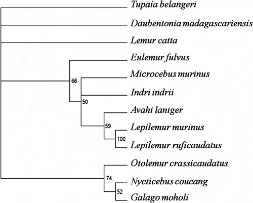 Figure 2 Strict consensus of the eight most parsimonious trees (tree length = 58, CI = 0.53, RI = 0.72) obtained from the maximum parsimony analysis. Numbers at the nodes indicate the statistical support values obtained from 1000 bootstrap replicates (only shown if > 50%).