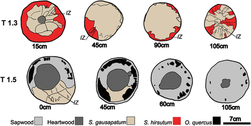 Figure 3. Cross-sectional illustrations of community spatial structure of dominant decay fungi isolated from veteranised branches that had been lopped and girdled (T 1.3) or bottom girdled (T 1.5). in T 1.3 Stereum gausapatum and Stereum hirsutum were the dominant basidiomycetes. Heartwood was only present in basal branch sections where it formed a barrier to colonisation. Interaction zone lines (IZ) developed in branch sections adjacent to wounding, indicating possible colonisation of the wounds via basidiospores as opposed to the development of mycelia from latently present propagules. In T 1.5 S. gausapatum was the dominant basidiomycete; however, it occupied smaller territories with decreasing distance from the branch base and substantial areas of sapwood were undecayed in all sections. It was unable to colonise the heartwood. The ascomycete Ophiostoma quercus was isolated from all branch sections and was associated with a black staining. Length along branch of each cross section is shown below each section. Scale bar is approximate.
