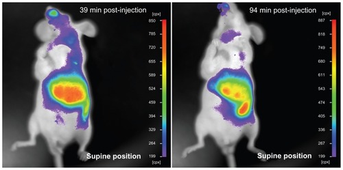 Figure 6 Liposome-coated chlorophyll nanocomposites eliminated by the animal body.Note: The nude mouse has been injected with liposome-coated chlorophyll nanocomposites via tail vein, and its fluorescence was imaged using an in vivo imaging system.