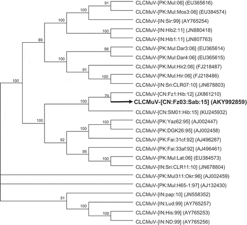 Fig. 2 Phylogenetic relationships of the newly identified Cotton leaf curl Multan virus (CLCuMuV) affecting H. sabdariffa (black and thickened line) with other CLCuMuV. The numbers near the branches indicate the percentage of bootstrap replicates supporting the branch. Nodes with bootstrap supports (BP) < 50% are collapsed. Virus isolates are presented according to the latest guidelines (talk.ictvonline.org/ictv_wikis/m/files_gemini/5120.aspx) and their accession numbers in NCBI are provided in brackets.