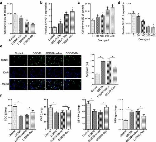 Figure 1. Dexmedetomidine improved OGD/R-induced neurological injury. (a) The cell viability of SH-SY5Y cells was tested through CCK-8 assay in the Control, OGD/R-6 h, OGD/R-12 h, OGD/R-24 h, OGD/R-48 h group. (b) SNHG11 expression was examined through RT-qPCR in the Control, OGD/R-6 h, OGD/R-12 h, OGD/R-24 h, OGD/R-48 h group. (c) The cell viability was measured through CCK-8 assay after treating with Dex (0, 50, 100, 200, and 400 ng/ml). (d) SNHG11 expression was assessed through RT-qPCR after in the Control, OGD/R-6 h, OGD/R-12 h, OGD/R-24 h, OGD/R-48 h group. (e) The cell apoptosis was measured through TUNEL assay in the Control, OGD/R, OGD/R+ saline, and OGD/R+ Dex groups. (f) The levels of SOD, CAT, GSH-Px, and MDA were verified through the appropriate commercial kits in the Control, OGD/R, OGD/R+ saline, and OGD/R+ Dex groups. *P < 0.05