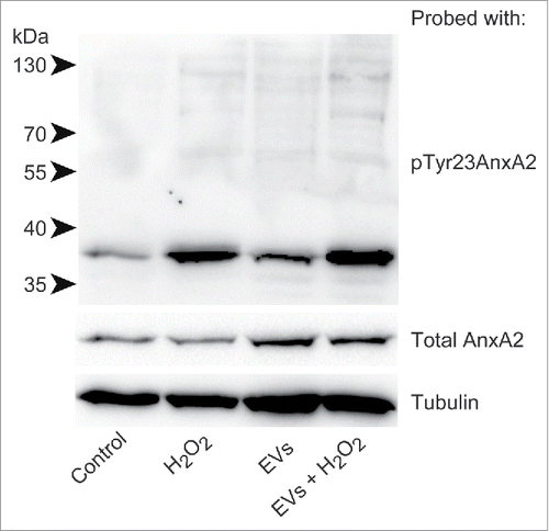 Figure 3. Pre-incubation of PC12 cells with primed EVs increases the levels of pTyr23AnxA2 upon subsequent exposure to H2O2, as compared to cells exposed to H2O2 alone. 100 µg of protein from total lysates derived from PC12 cells grown in the presence of H2O2 for 0 min (control), 15 min (H2O2), or cells that were first pre-incubated for 2 h with primed EVs before exposure to H2O2 for 0 min (EVs) or 15 min (EVs + H2O2) were separated by 10% SDS-PAGE, transferred to nitro-cellulose membranes and probed with antibodies against pTyr23AnxA2, total AnxA2, or tubulin as indicated. Following incubation with HRP-conjugated secondary antibodies and the ECL-reagent, the reactive protein bands were detected using the ChemiDocTM XRS+ molecular imager. Molecular mass standards are indicated to the left of the upper blot.