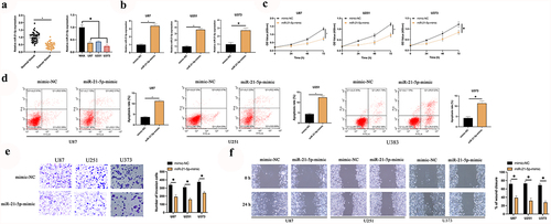 Figure 2. MiR-21-5p represses the proliferation, migration and invasion of GBM. A: RT-qPCR examination of miR-21-5p in tumor tissues, para-cancerous normal tissues, GBM U87, U373, and U251 cells, and human astrocytes NHA; B: RT-qPCR inspection of miR-21-5p in U87, U373, and U251 after transfection of miR-21-5p-mimic; C: CCK-8 test of U87, U373, and U251 cell proliferation; D: Flow cytometry examination of U87, U373, and U251 cell apoptosis; E: Transwell test of U87, U373, and U251 cell invasion; F: Cell scratches inspection of U87, U373, and U251 cell migration; C-F, the impact of transfection of miR-21-5p-mimic on them. Manifestation of values was in mean ± SD (N = 3).