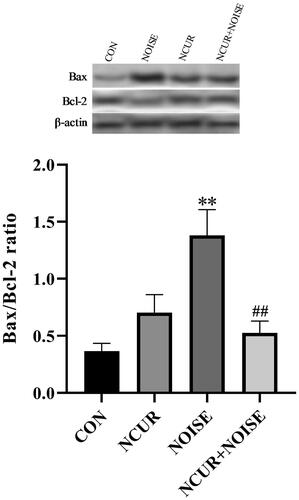 Figure 2. Bax/Bcl-2 ratio in duodenal cells of experimental groups. The densitometric quantification of Bax and Bcl-2 were normalized to β-actin. **p < .001 and ##p < .001 are compared to the CON and NOISE groups, respectively. Data were analyzed using two-way ANOVA followed by Tukey’s post hoc test. The values are represented as mean ± SEM (n = 4). CON: control; NCUR: nanocurcumin; NOISE: noise stress.