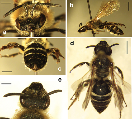 Figure 2. Lasioglossum subfasciatum Imhoff, 1832; female. (a) Head, frontal view. (b) Habitus, lateral view. (c) Metasoma showing tergites. (d) Habitus, dorsal view. (e) Head, dorsal view. Scale bar: 1 mm (a, e), 2 mm (b, c, d).