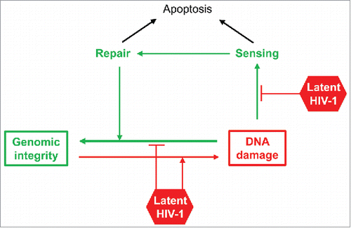 Figure 1. Potential mechanisms by which latent HIV-1 could contribute to DNA damage. Activities leading to genotoxic stress are depicted in red; activities leading to genomic stability are in green.