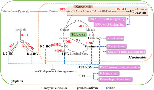 Figure 2 Key metabolites in TCA cycle and ketogenesis. The blue arrows and pink boxes highlight the extrametabolic functions of 2-HG, succinate, fumarate, AA, and 3-OHB.