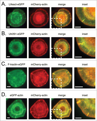 Figure 1. Comparison of mCherry-actin localization with eGFP-tragged actin reporters. mCherry-actin and eGFP reporter localization in fixed S2 cells with corresponding linescans in the lamellum and lamellipod for (A–B) F-tractin-eGFP, (C–D) Lifeact-eGFP, (E–F) Utr261-eGFP, (G–H) eGFP actin (control). Scale bars indicate 5 microns.