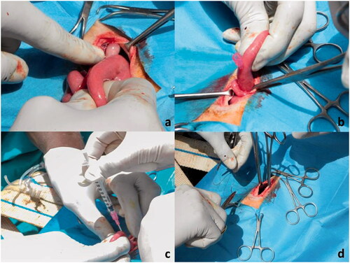 Figure 2. Artificial intra-uterine insemination. (a) exposure of ovaries and check for pre-ovulatory follicles; (b) insertion of a 18-gauge intravenous catheter into the uterine wall; (c) deposition of thawed semen into the uterine lumen; (d) abdomen wall closure.