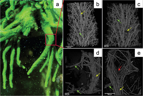 Figure 3. Reconstruction of Spongilla lacustris fragment based on the µCT images. (a) In situ image of the sponge colony and the fragment used for analysis (red frame). (b–e) Computer image reconstructions of the sponge skeleton based on the µCT (X radia Zeiss): (b) skeleton reconstruction in resolution 5.9834 µm/pixel; (c) skeleton reconstruction in resolution 2.508 µm/pixel; (d) skeleton reconstruction in resolution 0.95; (e) skeleton resolution 0.4424.