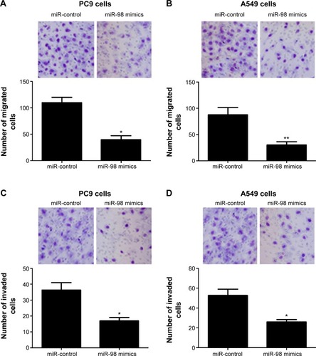 Figure 2 miR-98 inhibits migration and invasion of lung cancer cells.