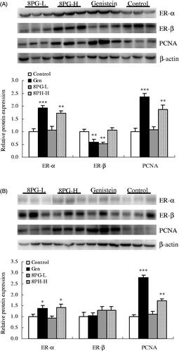 Figure 2. Protein expression of oestrogen receptor-alpha (ER-α), oestrogen receptor-beta (ER-β) and proliferating cell nuclear antigen (PCNA) in uterus (A) and vagina (B) of immature mice treated with vehicle (Control), genistein (Gen) or low (8PG-L) or high (8PG-H) dose of 8-prenylgenistein for 7 days. Values were expressed as means ± SEM, n = 10. *p < 0.05, **p < 0.01, ***p < 0.001, vs. Control group.