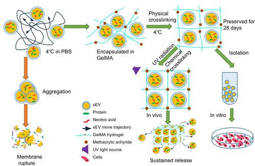 Figure 1 Schematic illustration of sEV preservation in GelMA hydrogels. sEV in PBS continuously move around in random patterns leads to particles aggregation, which resulted in membrane rupture (left). GelMA hydrogels could effectively limit the movement of sEV and reduce the aggregation to effectively preserve sEV. The preserved sEV were isolated for functional evaluation in vitro and UV-crosslinking sEV-GelMA complex system was adopted to compare the biological function of preserved sEV and fresh sEV in vivo (right).