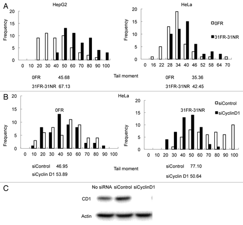 Figure 2. Results for neutral comet assays. (A) Distributions of tail moment values for 0FR and 31FR-31NR cells. Results for HepG2 and HeLa cells are shown in the left and right panels, respectively. The median tail moment values are indicated at the bottom of the graph. (B) Distributions of tail moment values for 0FR and 31FR-31NR cells derived from the HeLa cell line. Samples were prepared at 48 h after transfection with control siRNA (siControl) or cyclin D1 siRNA (siCyclin D1). Median tail moment values are indicated at the bottom of the graph.