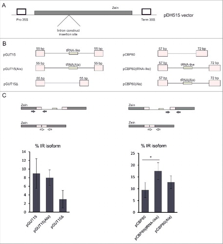 Figure 5. Schematic representation of the intron constructs used to examine the splicing of the tRNA/tRNA-like carrying introns. (A) Schematic structure of the pDH515 vector with marked positions of the inserted intron constructs. Closed box, the zein gene; open boxes, the CaMV 35S promoter and terminator regions. (B) Schematic diagrams of the intron constructs used. Boxes represent exons, and lines depict introns. The sizes of the original exon fragments used in the constructs are shown. (C) RT-qPCR analysis of the splicing efficiency of particular intron constructs. Arrows shown in the upper part of the panel with the intron mini-construct schemes depict the primers used. Intron retention isoform levels were calculated as a percentage of all splicing events (intron retained (IR) plus fully spliced (FS) transcripts, treated as 100%) identified within the analyzed intron. Error bars indicate SD (n = 3), and the asterisk indicates a significant difference in the splicing efficiency between the native construct and the mutated constructs (*p < 0.05).