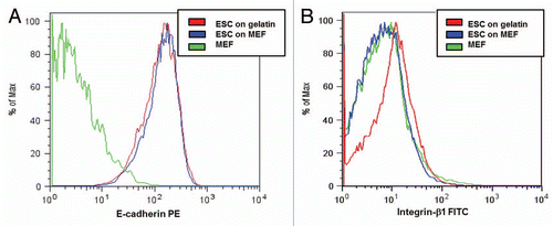 Figure 4 ESC express larger numbers of E-cadherin molecules. Histograms of the mESC and MEF stained with (A) PE-conjugated E-cadherin antibodies and (B) FITC-conjugated integrin-β1 antibodies. The MEF do not express either molecule. The mESC express more integrin-β1 when cultured on gelatin (FI = 10) compare with when cultured on MEF (FI = 5, approximately equivalent to autofluorescence for the cells and calibration beads). The ESC express high levels of E-cadherin while cultured on MEF (mean FI = 139) or gelatin (mean FI = 148).