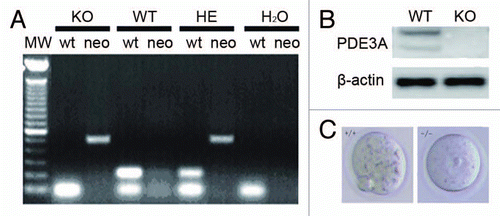 Figure 1 (A) Genotyping. As described in methods, amplification of DNA (100 ng) by PCR yielded fragments of ∼487 bp from PDE3A-/- mice, ∼213 bp from WT mice, and both bands from heterozygous mice. Water was used as a negative control. (B) Western blots of ovarian lysates, performed as described in methods, demonstrated deficiency of immunoreactive PDE3A in PDE3A-/- ovary. (C) Meiotic arrest in PDE3A-/- oocytes. As described in methods, cultured WT oocytes spontaneously resume meiosis in vitro, and, within16 h, extrude the first polar body. PDE3A-/- oocytes remain arrested at GV stage. Oocytes form was captured by a microscopy on objective 20x.
