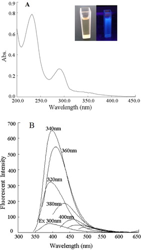 Figure 4. (A) UV-Vis absorption spectrum of CDs. The inset is the photograph of the CDs under visible light (left) and under 365 nm UV light (right). (B) Fluorescence spectra for CDs excited at wavelengths of 300–480 nm, with increments of 20 nm.