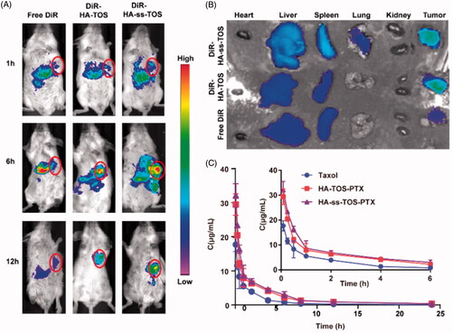 Figure 7. (A) In vivo imaging of DiR-loaded formulations in 4T1 tumor-bearing mice. Tumor sites were marked by pink circles. (B) Ex vivo imaging of the isolated organs in mice. (C) The change of PTX concentration over a period of time (n = 5).