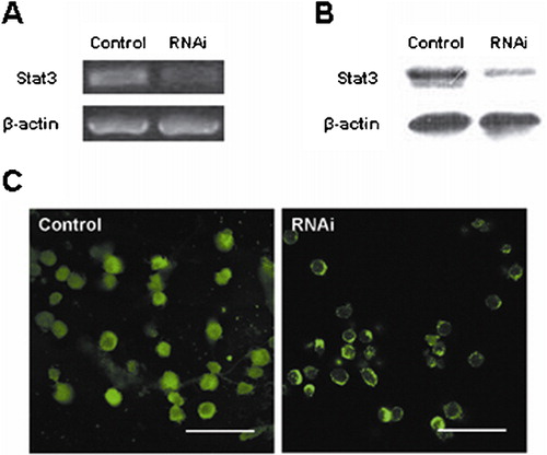Figure 2. RT-PCR, western blot, and immunofluorescence staining showed that there was a reduction in the Stat3 expression level in the RNAi treatment group. (A) Results from RT-PCR. (B) Results from western blot. (C) Results from immunofluorescence staining. Bar = 50 μm.