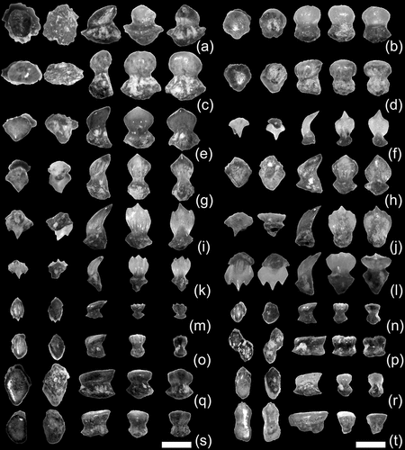 Figure 2. Representative examples of placoid scales (SMNH-VeF-378) from an individual of Otodus megalodon from the upper Miocene of northern Saitama Prefecture, Japan. (a)–(d), ‘Type I’ scales; (e)–(h), ‘Type II-a’ scales; (i)–(l), ‘Type II-b’ scales; (m)–(p), ‘Type III-a’ scales; (q)–(t), ‘Type II-b’ scales (see text for scale types). Orientations (from left to right): apical (anterior to top), basal (anterior to top), profile (anterior to left), anterior, and posterior views. Scale bar = 0.5 mm.