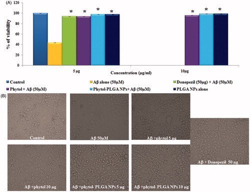 Figure 9. (A) Neuroprotective effect of phytol and phytol-PLGA NPs (5 and 10 mg/mL) against Aβ25–35 induced neurotoxicity on Neuro 2a cells. Astersik (*) denotes statistically significant (p < .05) as compared drug versus Aβ25–35 treated group. (B) Microscopic images exhibiting the protective effect of phytol, phytol-PLGA NPs and donepezil against Aβ25–35 neurotoxicity.