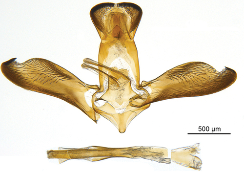 Figure 5. Male genitalia Scarlata nirvana gen. et sp. nov. holotype.