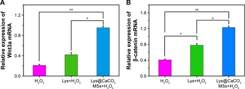 Figure 9 PCR analysis results.Notes: Semi-quantitative expression of different genes in H2O2-treated, Lys (0.8 mM)+H2O2-treated and Lys@CaCO3 MSs (containing 0.8 mM Lys)+H2O2-treated groups, respectively. (A) Wnt3a, (B) β-catenin (*P<0.05, **P<0.01, n = 3, each group treated with 80 μM H2O2 at pH = 5.5).Abbreviations: Lys, L-lysine; MSs, microspheres.