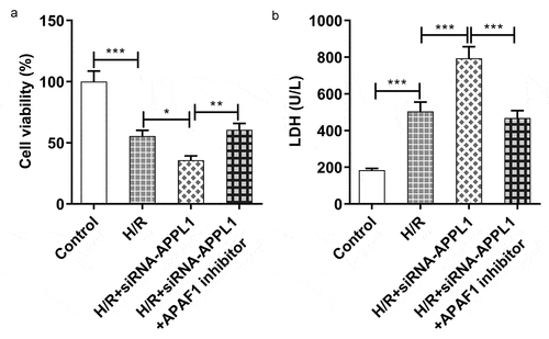 Figure 7. APAF1 inhibitor reversed the effect of APPL1 knockdown on viability and LDH secretion in H9C2 cells under H/R exposure. (a) The H9C2 cell viability was detected by CCK8 assay. (b) The LDH level was analyzed by commercial assay kit. Error bars represent the mean ± SEM from three independent experiments. *P < 0.05, **P < 0.01, ***P < 0.001