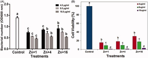 Figure 9. (A) Effect of zinc oxide nanoparticles on the growth of strain GZ 0003 of Xanthomonas oryzae pv. oryzae. (B) Percentage viable cell of strain GZ 0003 of Xanthomonas oryzae pv. oryzae after treatment with zinc oxide nanoparticles *Zn + 1 zinc oxide nanoparticles synthesized by olive leaves (Olea europaea) Zn + 4 zinc oxide nanoparticles synthesized by chamomile flower (Matricaria chamomilla L.) Zn + 16 zinc oxide nanoparticles synthesized by red tomato fruit (Lycopersicon esculentum M.). *Values are a mean ± standard error of three replicates and bars with the same letters are not significantly different in LSD test (p < .05).