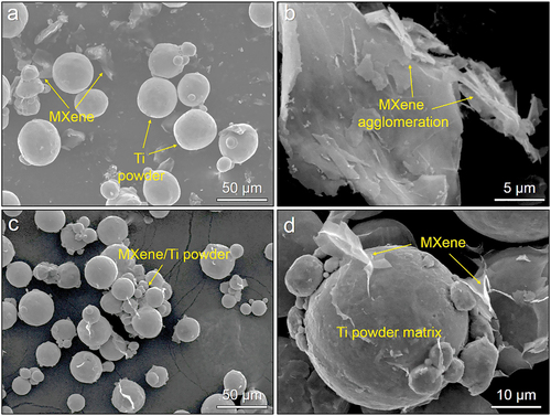Figure 2. (a) and (b) SEM images of powder mixture prepared from pristine Ti powder and the CTAB-modified MXene nanosheets by ball-milling, (c) and (d) SEM images of CTAB-modified MXene-coated Ti powder prepared by solid-liquid fluidised bed.