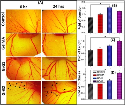 Figure 7 (A) Results of in vivo CEA assay of control (untreated samples), in the presence of the blank GelMA hydrogel, 0.001 wt% rGO loaded GelMA hydrogel (GrG1), and 0.002 wt% rGO loaded GelMA hydrogel (GrG2). Increase of matured blood vessel formation (marked by black arrows) was observed in embryo treated with GelMA hydrogel with 0.002 wt% rGO nanoparticles (GrG2). Several angiogenic parameters such as blood vessel junction, length, and thickness were quantified and presented as a histogram (B–D respectively). Statistical significance was calculated by using t -test. All data are statistically significant (*P < 0.05).