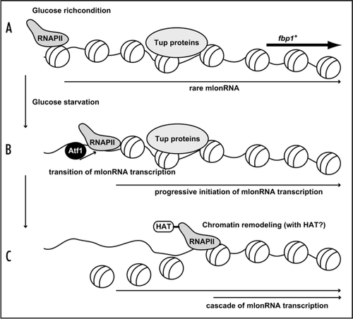 Figure 1 A model representing mlonRNA transcription disrupts chromatin array. (A) In glucose rich condition, rare mlonRNA is transcribed from a site far upstream from the authentic fbp1+ promoter, but does not initiate the robust activation of fbp1+ transcription at the promoter due to the Tup-dependent repressive chromatin structure. (B) Upon glucose starvation, Atf1 binds upper binding site (carrying CRE sequence). Atf1 activates progressive mlonRNA initiations, and this mlonRNA transcription overcomes the repressive role of the Tup proteins. (C) RNAPII traveling along upper fbp1+ region disrupts chromatin array possibly collaborating with HAT activity.