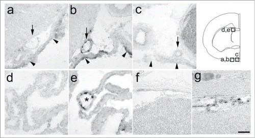 Figure 1. Expression of PGT mRNA in the subarachnoidal space (a, b, c) and choroid plexus (d, e) of the brain and in the subarachnoidal space of the spinal cord (f, g). (A, D, F) 5 h after saline injection, (B, E, G) 5 h after LPS injection, (C) hybridization with sense probe (5 h after LPS injection). PGT mRNA was expressed in the arachnoid membrane (arrowheads), subarachnoidal blood vessels (arrows), and blood vessels in the choroid plexus (asterisk) after the LPS injection. A line drawing at the upper right corner indicates brain regions corresponding to a–e. Scale bar: 50 µm.