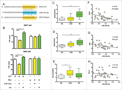 Figure 5. MiR-20a-5p directly targets JNK2 gene. (A) The target region of miR-20a-5p in JNK2 3′UTR was determined and corresponding mutant was designed. (B) The wild type or mutant JNK2 3′UTR reporter vector was co-transfected into 293T or Hela cells with miR-20a-5p or miR-20a-5p-inh, demonstrating that significant differences were observed in WT reporter vector while up- or downregulation of miR-20a-5p, however, no differences were observed in Mut vector. The relative transcriptional level of JNK2 was presented as F/R value. (C-E) Comparison of expression of JNK2 (C), Bim (D), Bcl2 (E) determined by real time qPCR assay between HD (n = 10), LTBI (n = 10), and PTB (n = 10) CD14+ monocytes samples. Expression of JNK2 and Bim increased in PTB patients compared to HD. (F-H) The correlation analysis between miR-20a-5p and apoptosis related genes (F: JNK2; G: Bim; H: Bcl2) in CD14+ monocytes. * P < 0.05, ** P < 0.01.