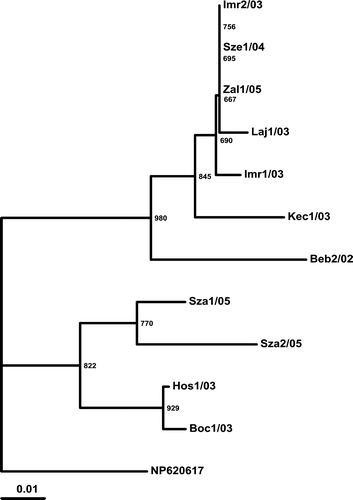 Figure 5.  Phylogenetic relationship of the putative amino acid sequence of the investigated strains based on the examined region of the Hungarian ANV strains and the reference strain. Codes are indicated at Figure 4. The reference ANV strain (NP_620617; Imada et al., Citation2000) was used as the outgroup. Bar on the left demonstrates the genetic distance. Internal labels represent the bootstrap values of 1000 replicates.