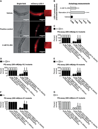 Figure 3. VL-004 induces bulk autophagy. (A) Transgenic mCherry::LGG-1 worms exposed to starvation, 4 mM VL-004, or vehicle. The inset represents a 40-fold enlargement. Scale bar: 50 μm. (B) Quantification of LGG-1 puncta. ****p < 0.0001. N ≥ 32 worms/per treatment, n = 3. (C-G) Stacked bar graphs displaying the survival of the atg-4.2(ola316), atg-16.2(ok3224), atg-18(gk378), and unc-51(e1189) autophagy mutants in 200 mM PQ after 3 h and 6 h. For (C-G) graphs, n = 6. Total number of worms in each experiment: (C) ≥ 138; (D) ≥ 144; (E and F) ≥ 145. Asterisks indicate significance compared with vehicle/PQ treated worms. ****p < 0.0001.