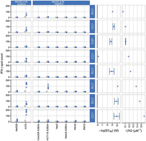 Figure 1. Characterization of eight parental TCRs recognizing HLA-A*0201 presenting the MAGE-A10254-262 peptide, using cellular and biochemical assays.The response of eight of the ten parental TCRs to MAGE-A10+ and MAGE-A10− target cell lines is shown in the two left-hand panels, ordered from lowest (c740) to highest (c727) affinity. Blue points represent numbers of IFN-γ spot forming units (SFU) counted in triplicate wells for two T-cell donors, with TCR-transduced T-cells; gray points represent the responses of non-transduced T-cells (consistently < 20 SFU). The two right-hand panels illustrate the strength of interaction between the parental TCRs and the HLA-A*0201-restricted MAGE-A10 peptide GLYDGMEHL254-262, in both cell surface expression and soluble formats. EC50 values, indicating the sensitivity of TCR-engineered T-cells to antigen, were assessed by counting the numbers of T-cells releasing IFN-γ in response to T2 cells pulsed with a titration of GLYDGMEHL254-262 peptide (ELISpot assay). Points represent mean values of -log(EC50) ± SEM (error bars); control measurements were carried out in the absence of peptide. Affinities (KD values) were calculated using equilibrium analysis of SPR measurements made using a Biacore-3000TM system. Points represent mean values of KD−1 ± SEM (shown by error bars where replicate assays were performed).