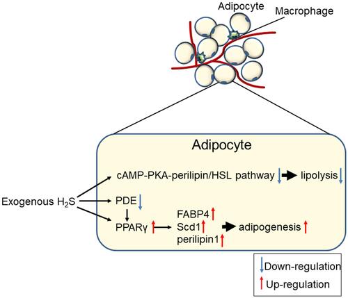 Figure 4 Generalised overview of the effects of H2S on adipocyte lipolysis and adipogenesis.
