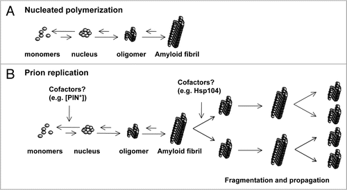 Figure 1 Schematic representation of amyloid and prion formation. (A) Assembly of amyloid fibrils follows a nucleated polymerization reaction with a lag phase required to form an aggregation nucleus followed by an elongation phase in which monomers are rapidly recruited into growing aggregates. Oligomers are common folding intermediates of amyloid fibrils. Amyloid fibrils have a cross-β structure, bind to fluorophore thioflavine T and exhibit Congo Red birefringence. (B) Efficient prion propagation follows the nucleated polymerization process. Spontaneous induction of prion protein nuclei is a rare event. In yeast, the prion phenotype [PIN+] of the host protein Rnq1 strongly enhances the de novo appearance of other prions (e.g., the prion conformation of Sup35, [PSI+]), likely by cross-seeding. Induction mechanisms in spontaneous human prion diseases are unknown. The disaggregase Hsp104 is essential for partitioning large prion polymers into smaller propagons that are transmitted during cell division or mating in yeast. Essential co-factors for mammalian prion propagation remain elusive.