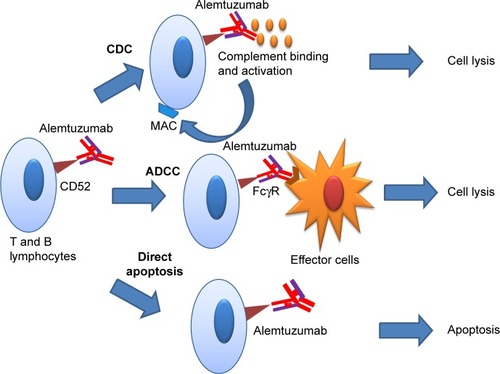 Figure 1 Alemtuzumab-mediated cytolysis and apoptosis of T- and B-lymphocytes.