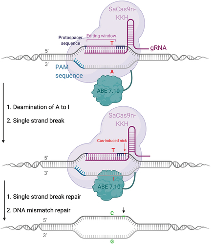 Figure 4. Overview of base editing strategy for a C>T transition mutation. the patient could be transferred to a carrier status by using an ABE7.10 or an ABE8 fused to a SaCas9-KKH, which displays a relaxed PAM site 5’-NNNRRT-3’ and an editing window within 2–15 nucleotides upstream of the PAM site. No additional A’s are present in the editing window, greatly reducing the possibility of bystander mutations.